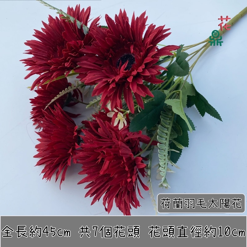 7頭荷蘭羽毛太陽花(紅色),價錢為1枝的價格