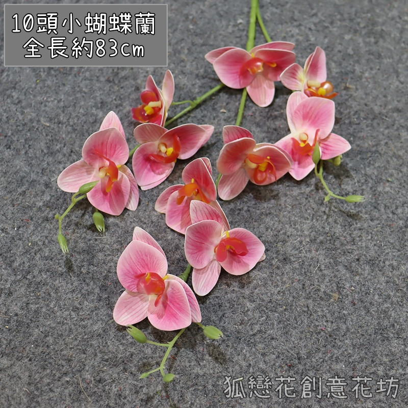 (新品特價)10頭小蝴蝶蘭❰淺粉❱,🦊~賣場商品眾多，歡迎參觀選購~🦊