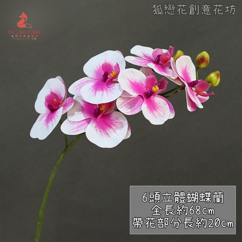 (新品特價)6頭蝴蝶蘭❰紫白❱,🦊~賣場商品眾多，歡迎參觀選購~🦊