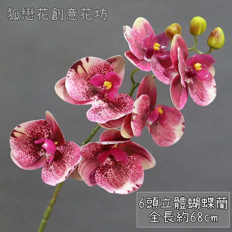 (新品特價)6頭蝴蝶蘭❰斑紋玫紅❱,🦊~賣場商品眾多，歡迎參觀選購~🦊