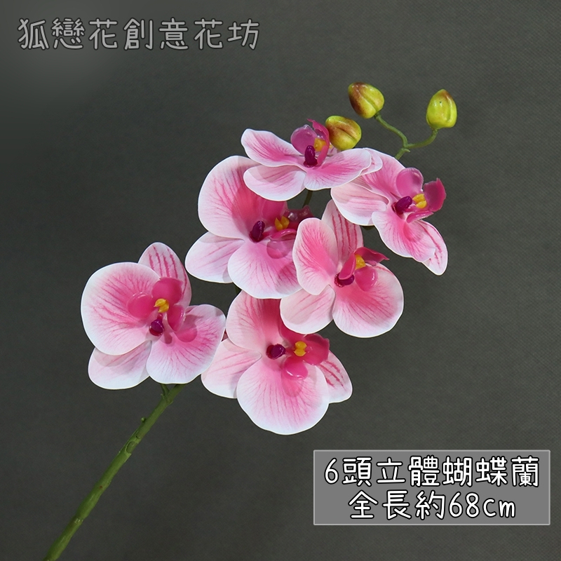(新品特價)6頭蝴蝶蘭❰粉❱,🦊~賣場商品眾多，歡迎參觀選購~🦊