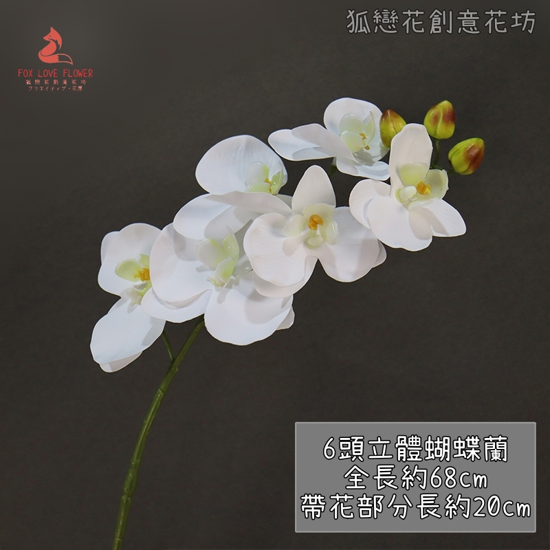 (新品特價)6頭蝴蝶蘭❰白色❱,🦊~賣場商品眾多，歡迎參觀選購~🦊