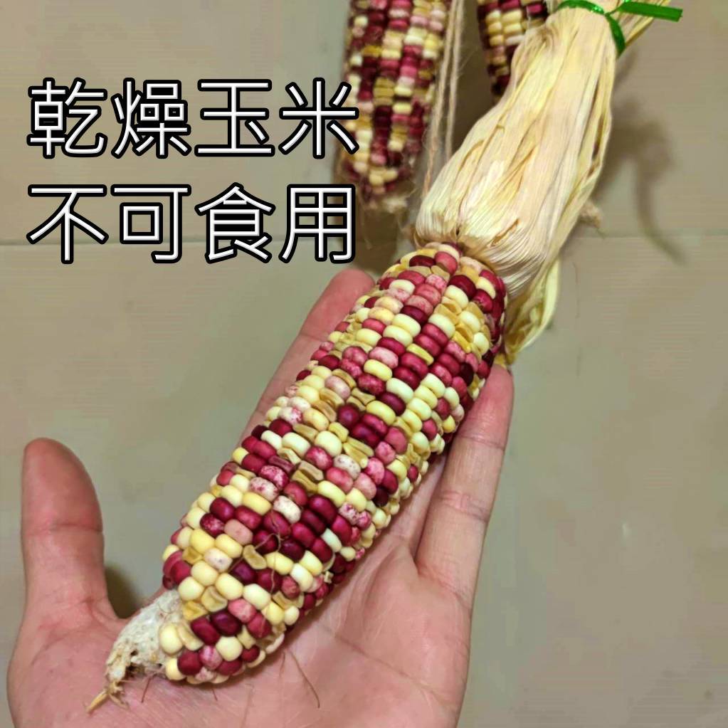 乾燥玉米(金玉滿堂),🦊~賣場商品眾多，歡迎參觀選購~🦊