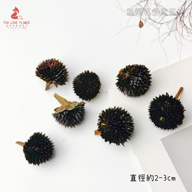 ❰原色❱黑心菊(3顆),🦊~賣場商品眾多，歡迎參觀選購~🦊