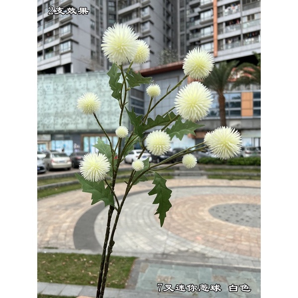 白色 | 7叉山防風/蔥球 ( 1枝 )