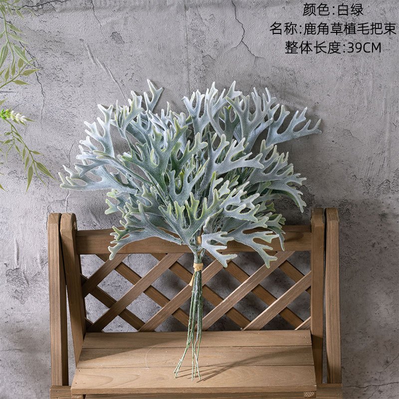 鹿角蕨