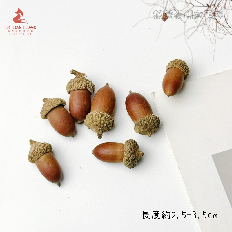 ❰原色❱大橡實(3個),🦊~賣場商品眾多，歡迎參觀選購~🦊