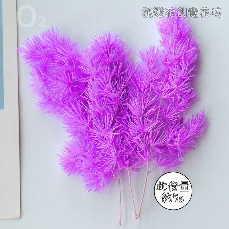 ❰玫紫❱蓬萊松(5g),🦊~賣場商品眾多，歡迎參觀選購~🦊
