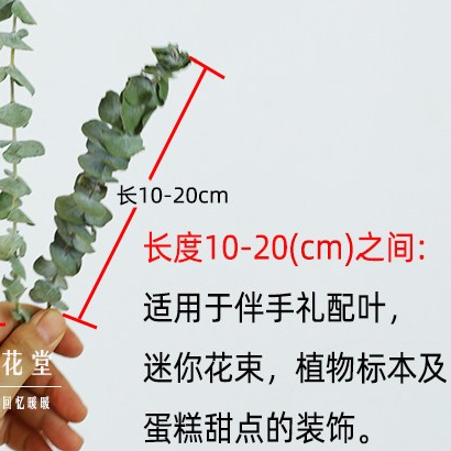 乾燥葉材_尤加利葉(1支),🦊~賣場商品眾多，歡迎參觀選購~🦊