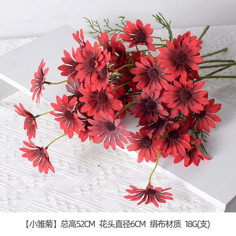 小雛菊紅色