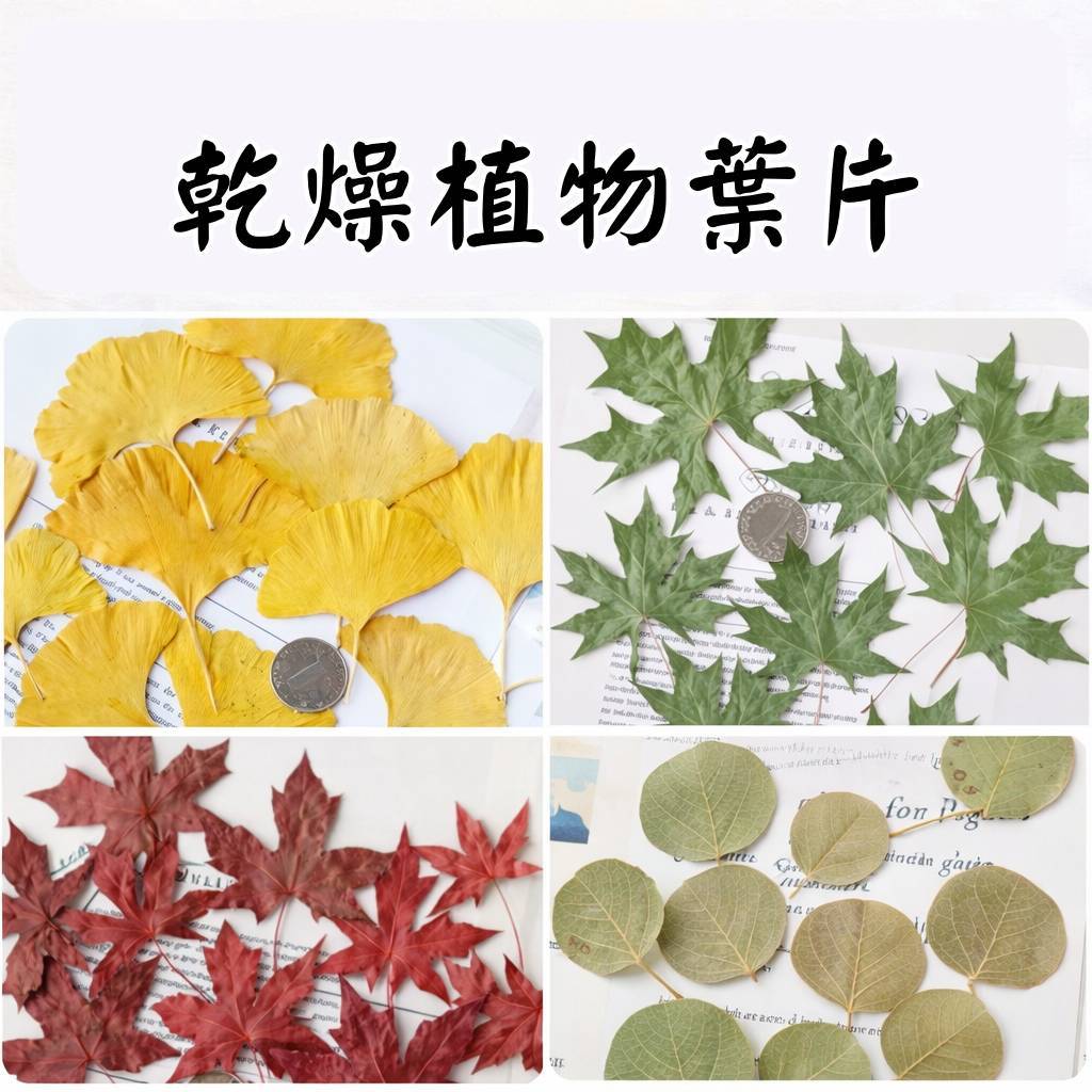 台灣現貨【乾燥葉材植物素材】尤加利楓葉銀杏銀葉菊麥穗果實 多款任選 花圈桌飾佈景手作配材 聖誕佈置 花藝材料 花圈藤圈 