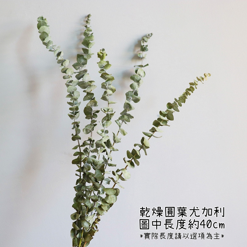 ❰原色❱40cm乾燥圓葉尤加利(5枝),尺寸與數量請參考選項跟圖片