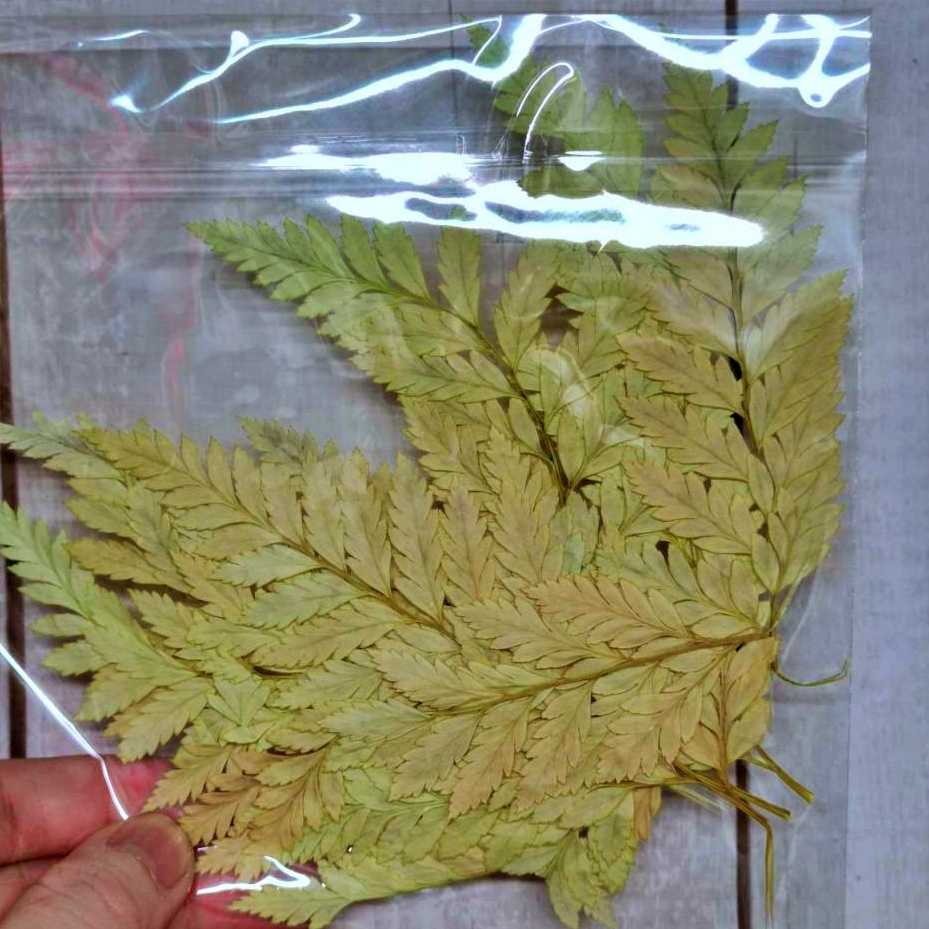 ❰黃綠❱高山羊齒(1片),份量請以選項為主