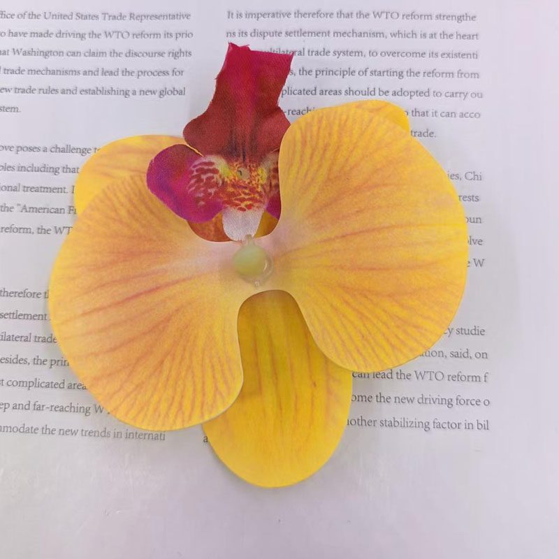 黃色蝴蝶蘭花頭,1入