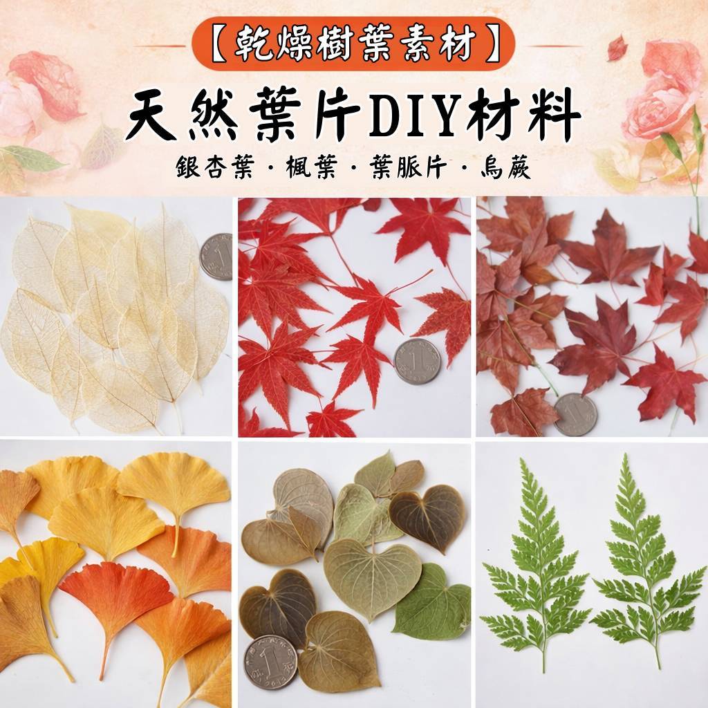 台灣現貨【乾燥樹葉素材】銀杏楓葉葉脈烏蕨 兒童手作書籤卡片拼貼 花藝自然風佈置 花藝材料 DIY