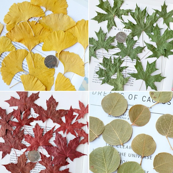 台灣現貨【乾燥葉材植物素材】尤加利楓葉銀杏銀葉菊麥穗果實 多款任選 花圈桌飾佈景手作配材 聖誕佈置 花藝材料 花圈藤圈 