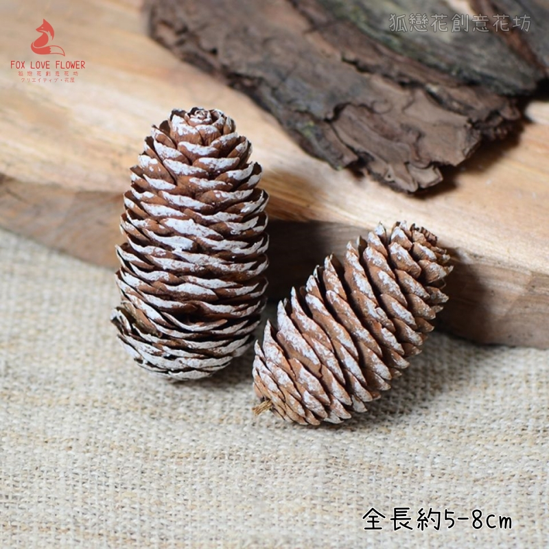 (雪色)小雲杉松果(2顆),🦊~賣場商品眾多，歡迎參觀選購~🦊