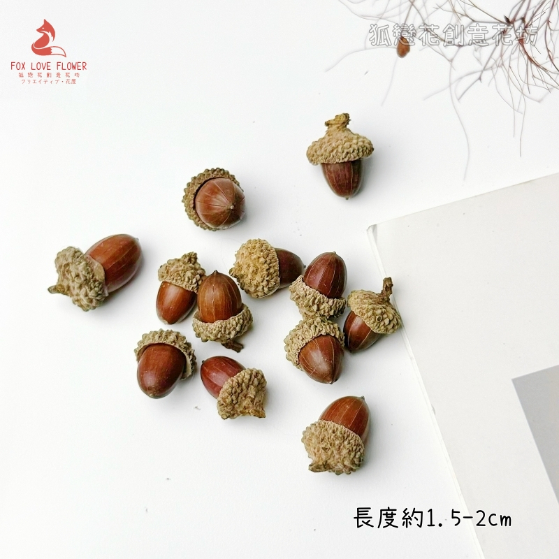 ❰原色❱小橡實(3個),🦊~賣場商品眾多，歡迎參觀選購~🦊