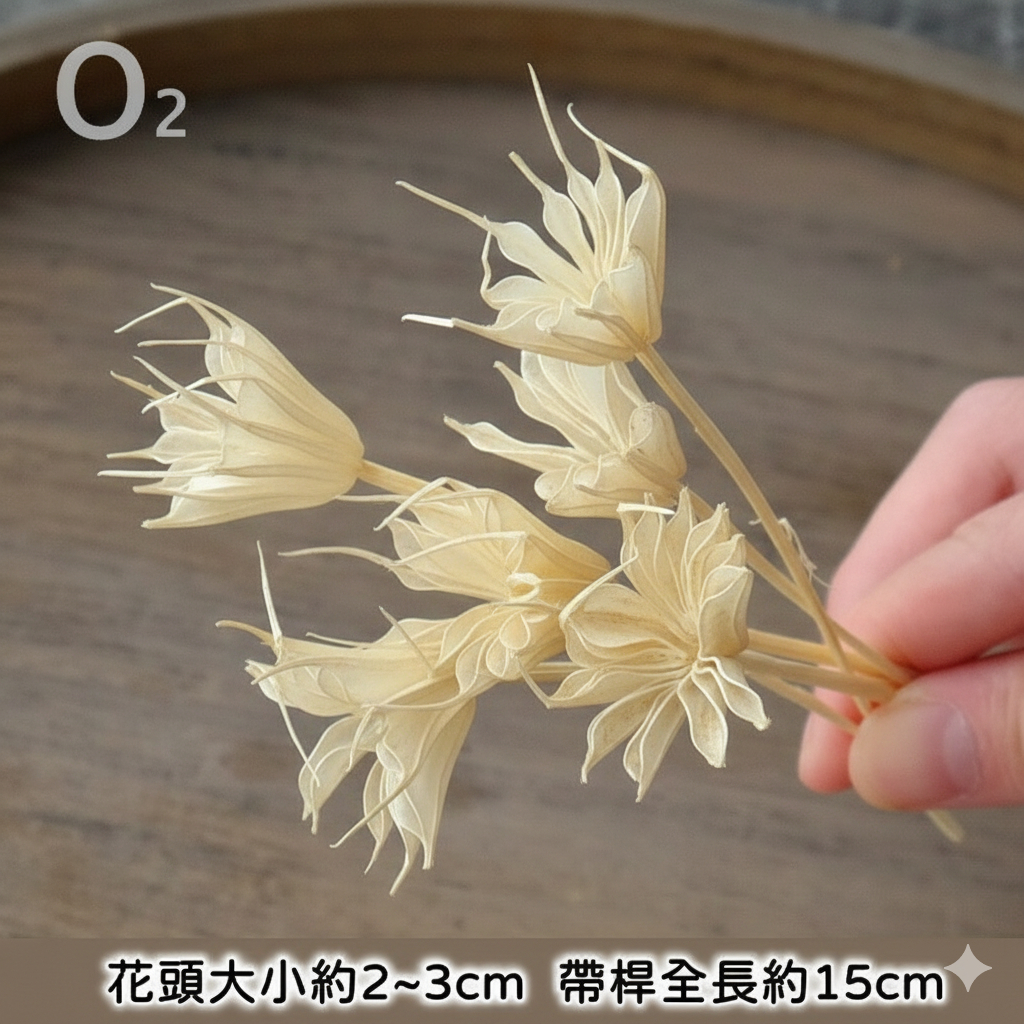 ❰白色❱ 永生八角花（8枝）,🦊~賣場商品眾多，歡迎參觀選購~🦊