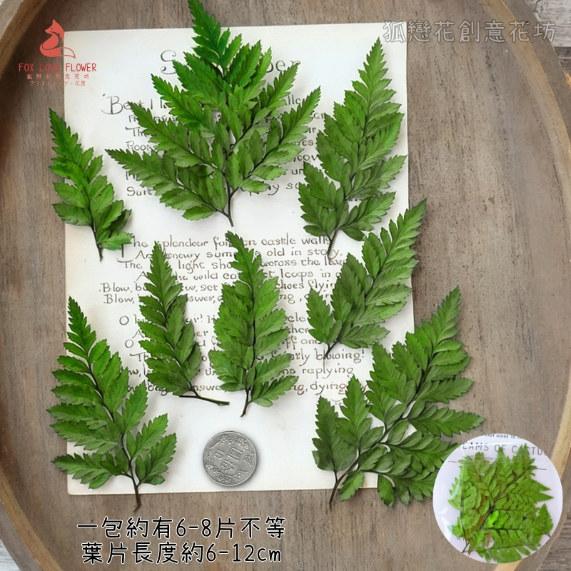 ❰綠色❱高山羊齒(1片),份量請以選項為主