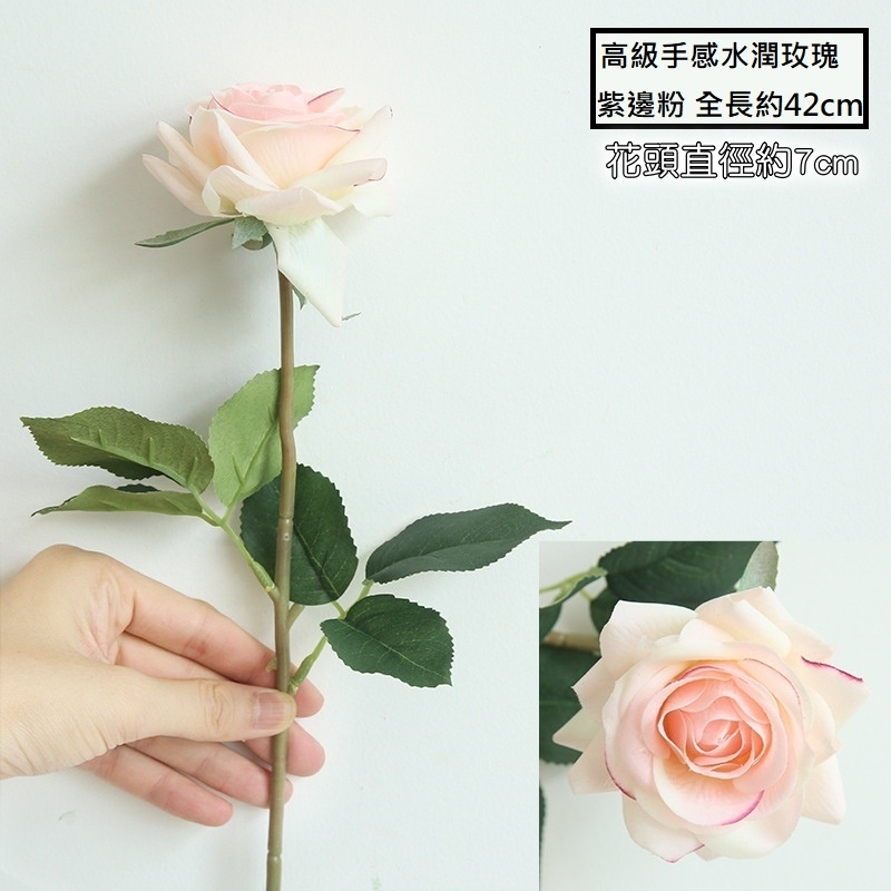 水潤角玫瑰❰紫邊淺粉❱