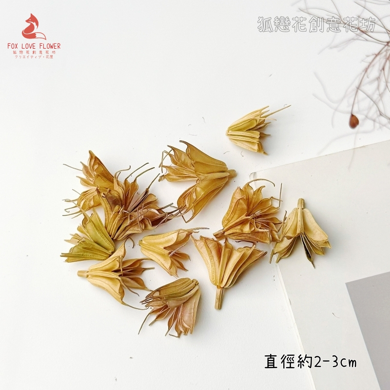八角花(5個),🦊~賣場商品眾多，歡迎參觀選購~🦊