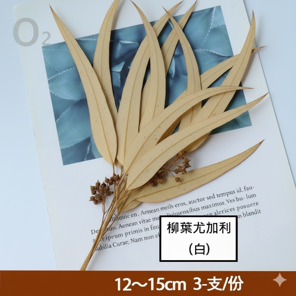 ❰白色❱柳葉尤加利(細葉桉)1份,尺寸與數量請參考選項跟圖片