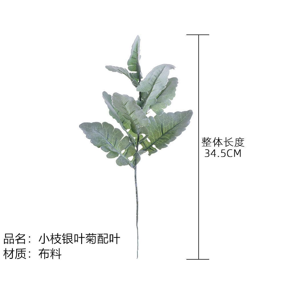 小葉銀葉菊