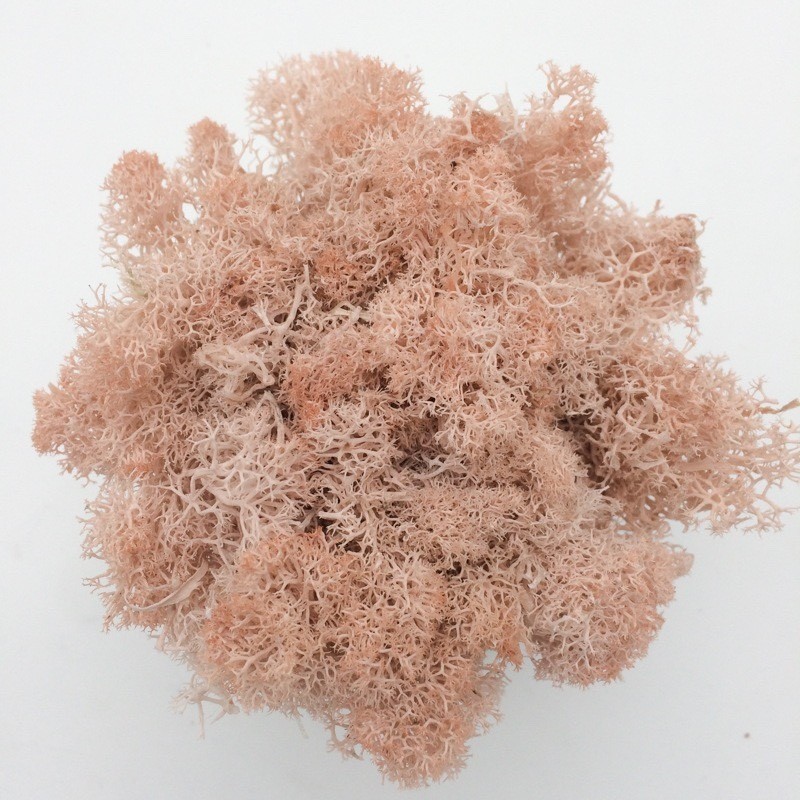 ❰卡其❱苔癬(10g),🦊~賣場商品眾多，歡迎參觀選購~🦊