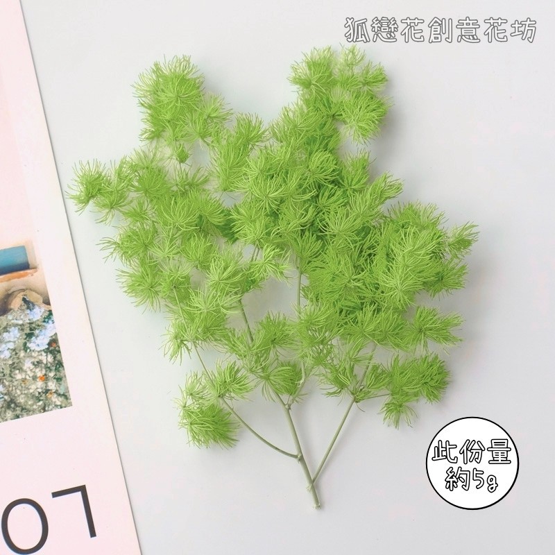 ❰淺綠❱蓬萊松(5g),🦊~賣場商品眾多，歡迎參觀選購~🦊