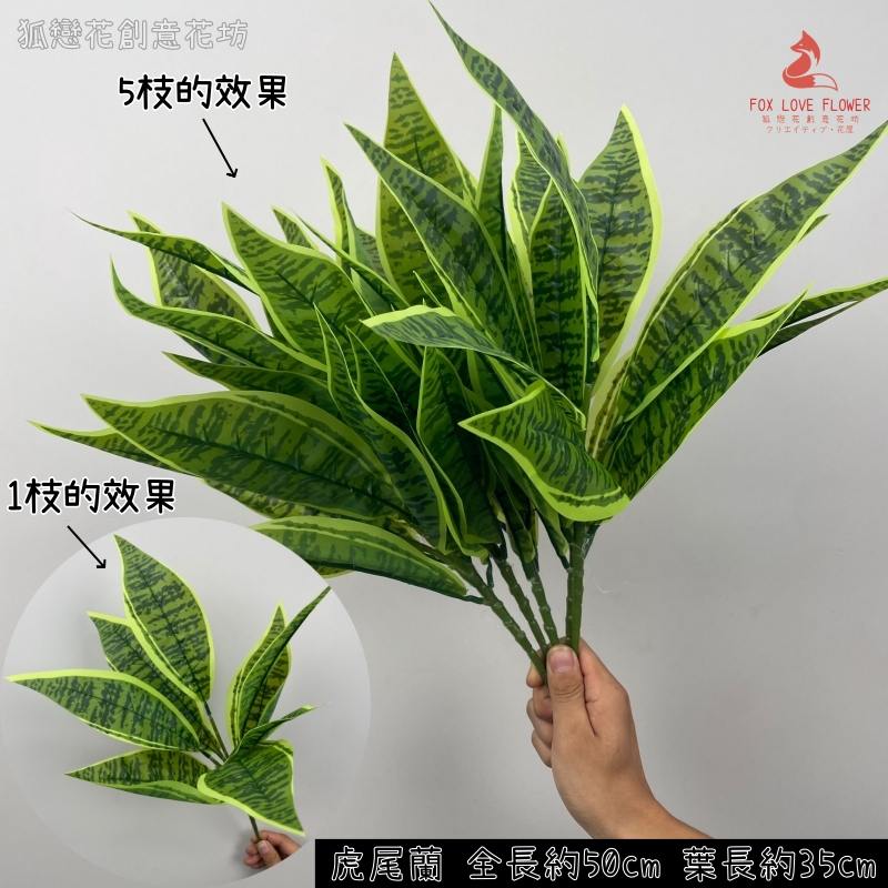 虎尾蘭