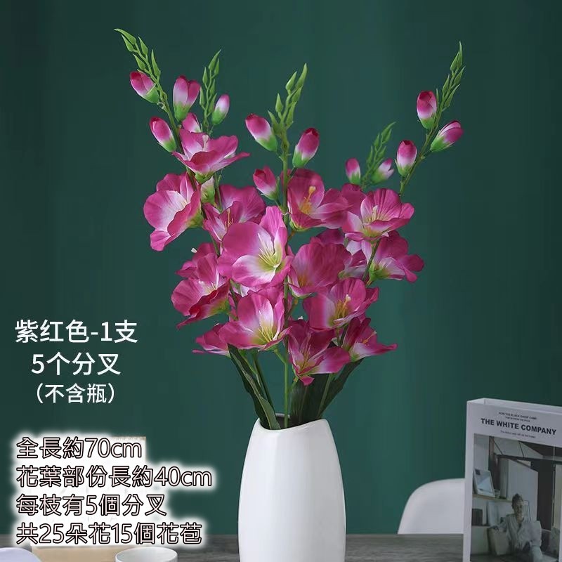 紫紅劍蘭（70cm）