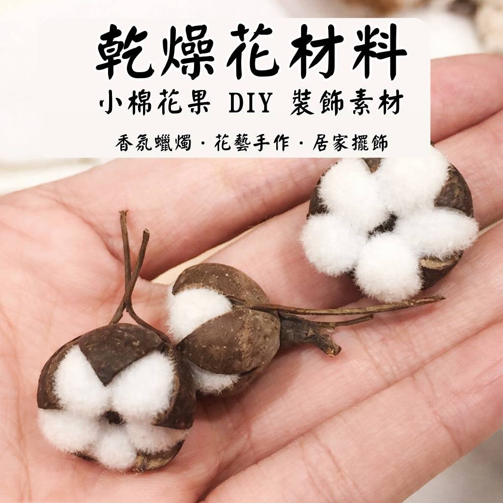 台灣現貨【小棉花果乾燥素材】迷你棉花10朵20朵50朵 花藝香氛蠟燭擺飾 手作禮物拍照佈置材料 花藝材料 DIY 聖誕佈