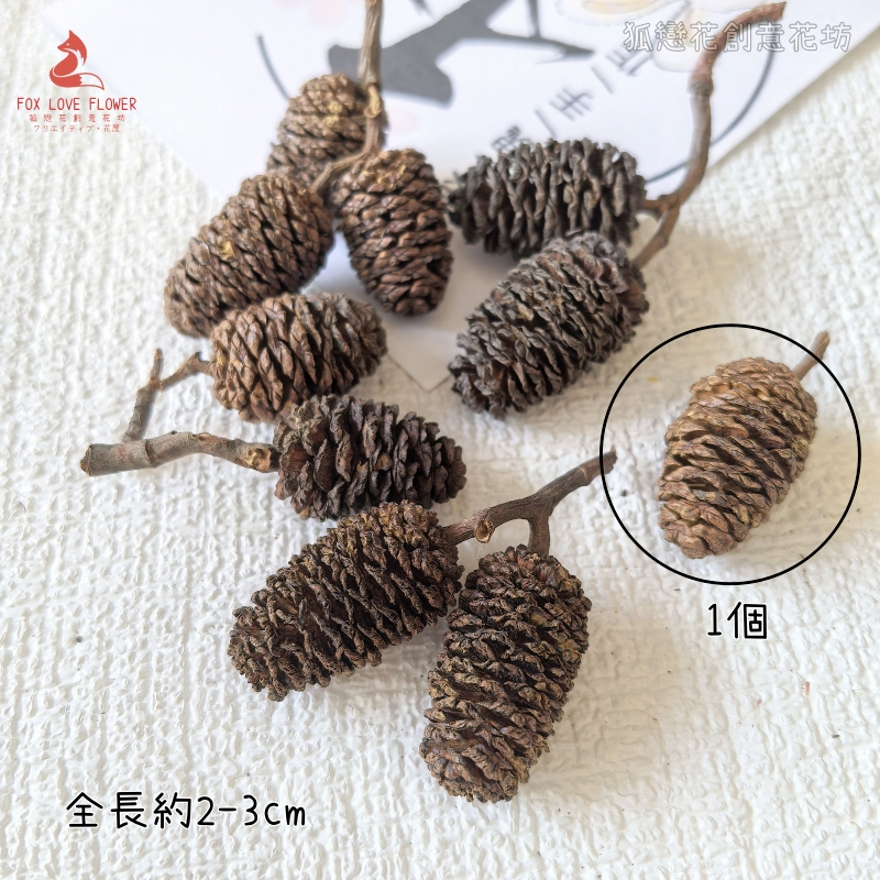 ❰原色❱大水楊子(5個),🦊~賣場商品眾多，歡迎參觀選購~🦊