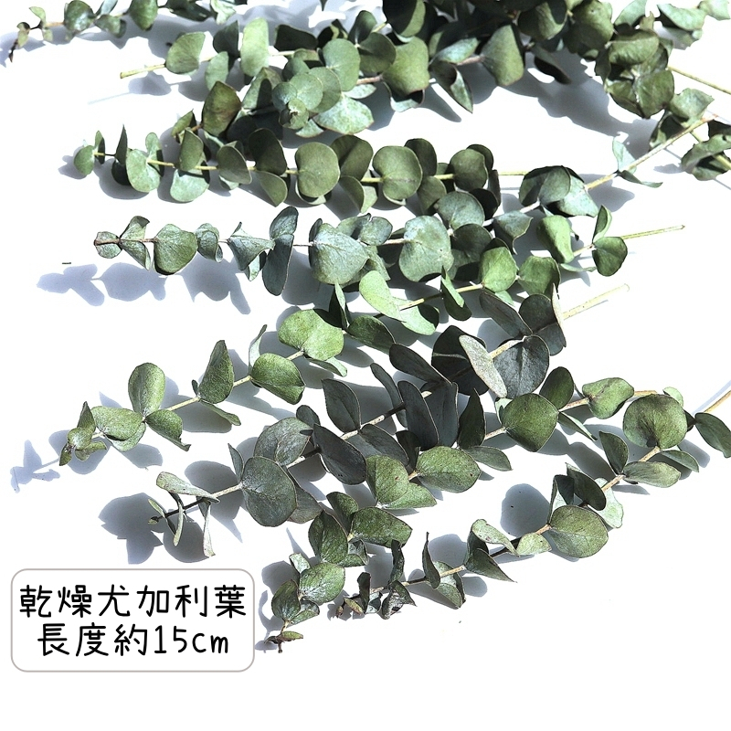 ❰原色❱15cm乾燥圓葉尤加利(5枝),尺寸與數量請參考選項跟圖片
