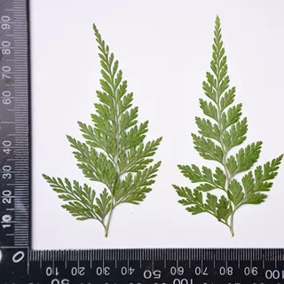 ❰綠❱烏蕨(5片),🦊~賣場商品眾多，歡迎參觀選購~🦊