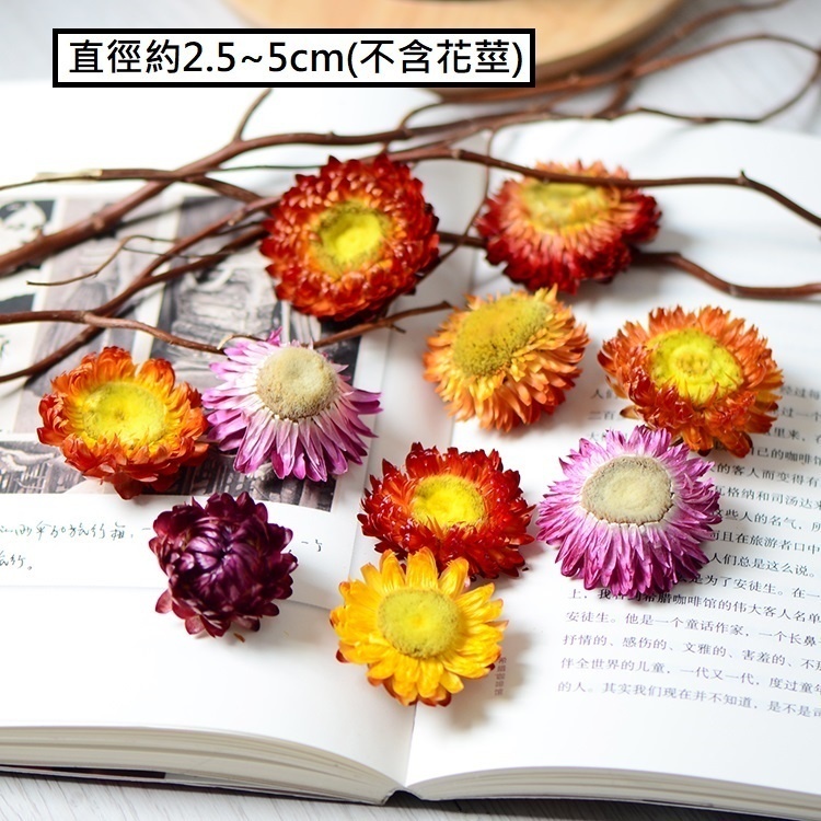 ❰混色❱麥稈菊花頭(10個)顏色隨機,🦊~賣場商品眾多，歡迎參觀選購~🦊