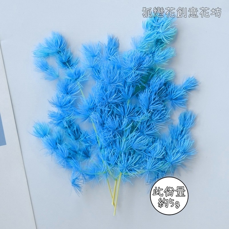 ❰天藍❱蓬萊松(5g),🦊~賣場商品眾多，歡迎參觀選購~🦊