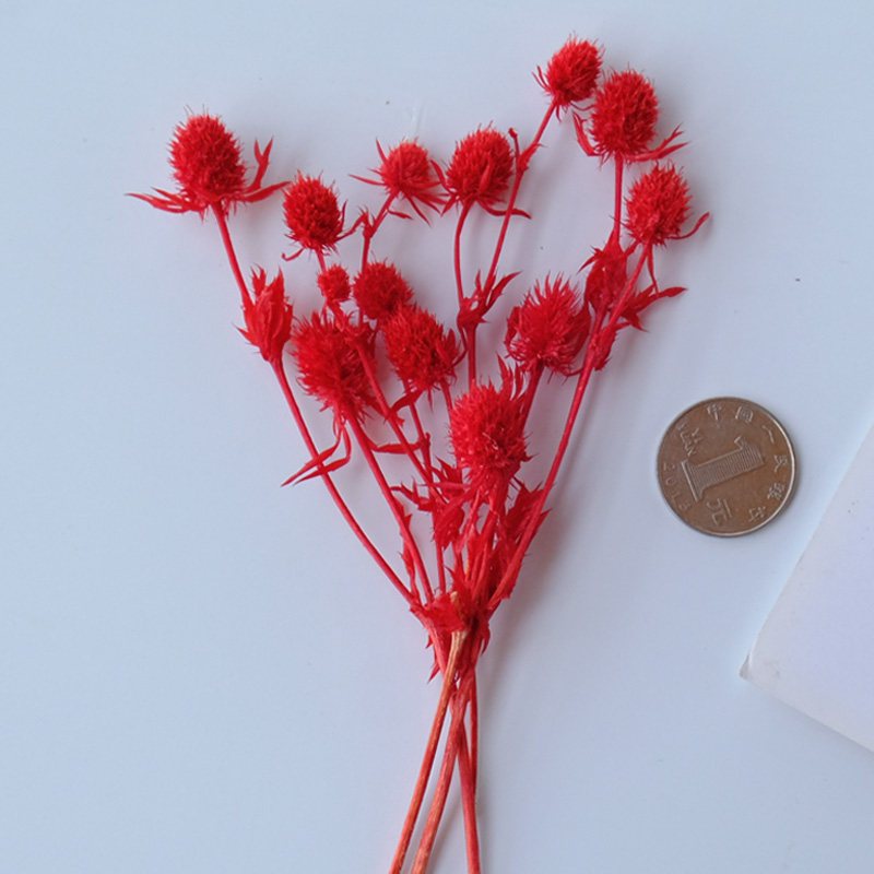 ❰紅色❱ 永生刺芹（12個花頭）,🦊~賣場商品眾多，歡迎參觀選購~🦊