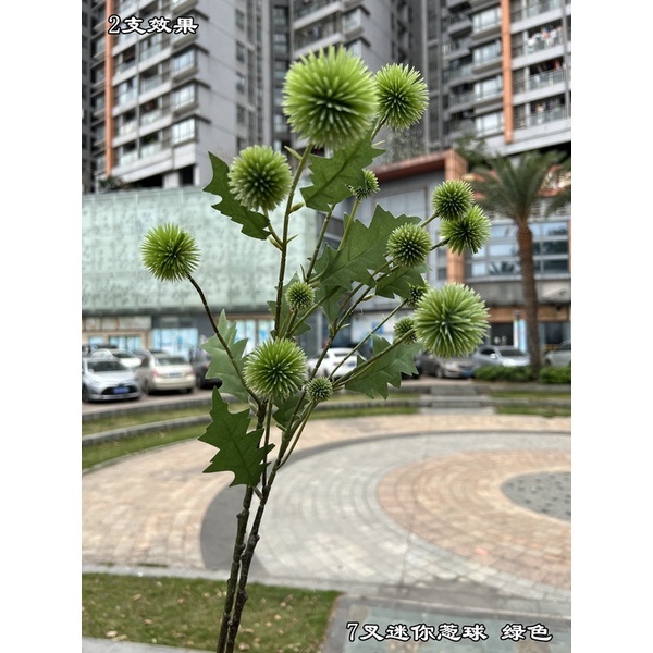 綠色 | 7叉山防風/蔥球 ( 1枝 )