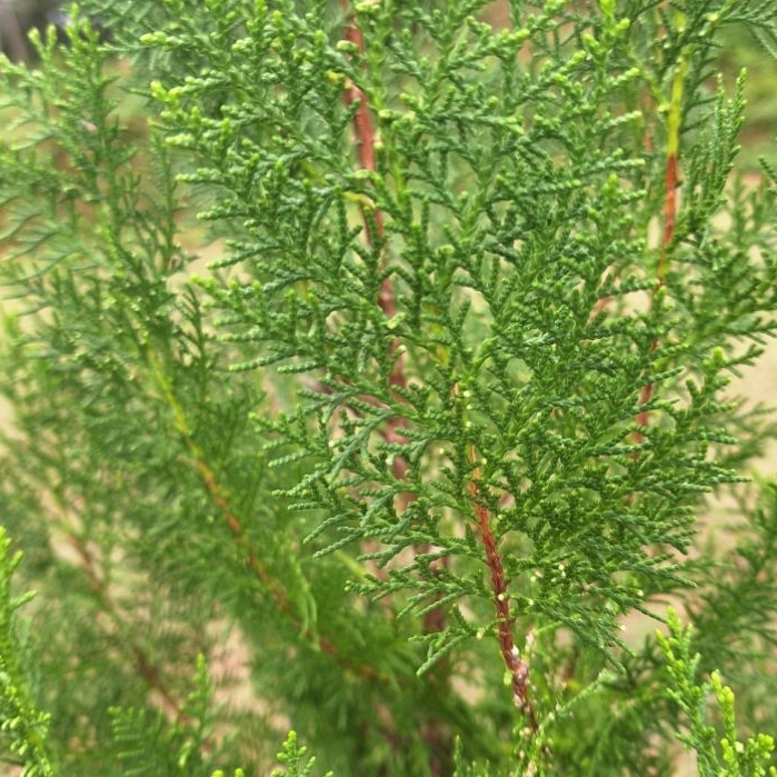 台灣現貨【葉材藤圈材料】側柏扁柏松針葉材 12cm DIY材料包 花藝材料 仿真花材 拍照打卡 桌面擺飾