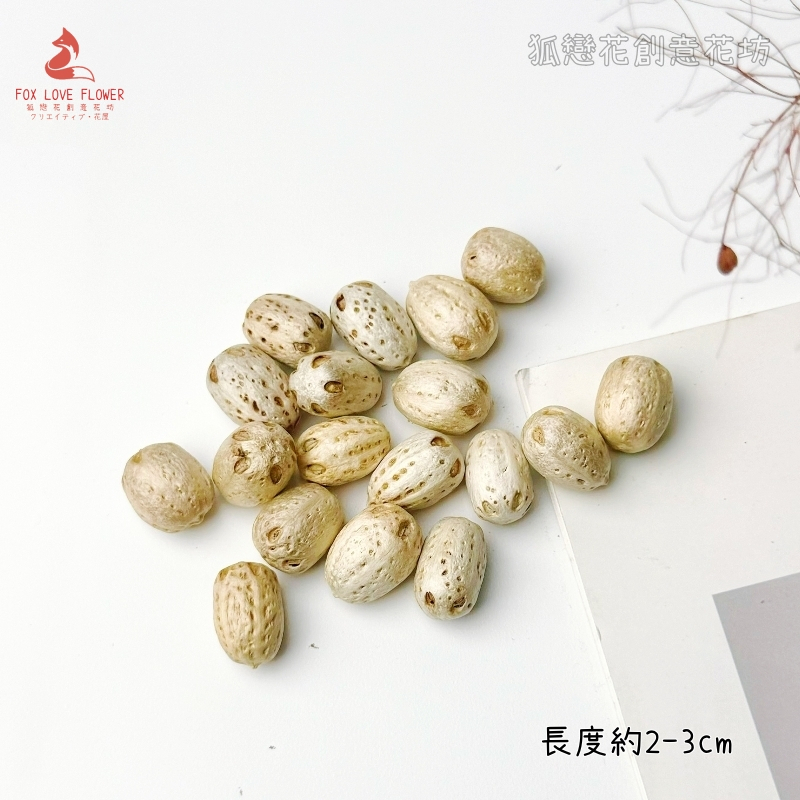 ❰淺色❱菩提子/南酸棗(5顆),🦊~賣場商品眾多，歡迎參觀選購~🦊