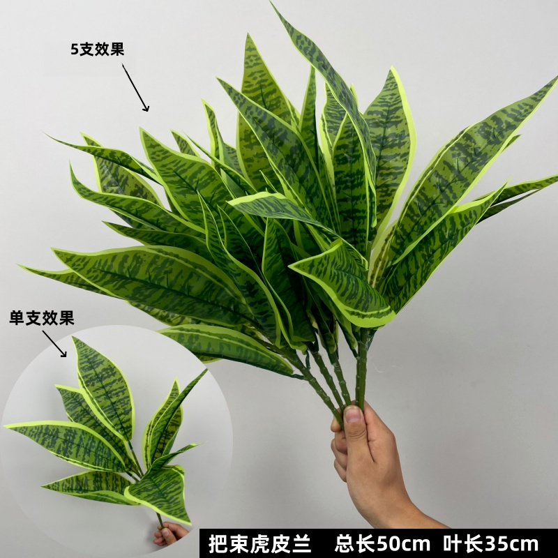 綠色 | 虎皮蘭 ( 1支 )