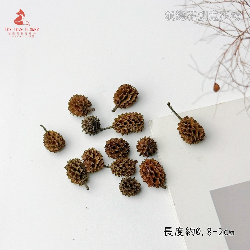 ❰原色❱小木麻黃果(10個),🦊~賣場商品眾多，歡迎參觀選購~🦊