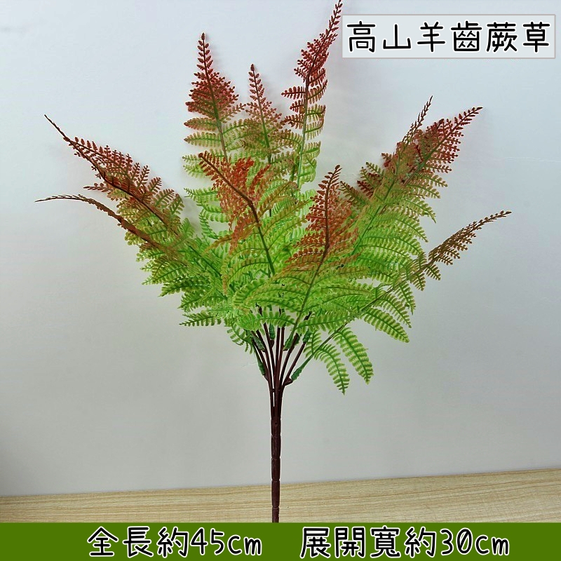 7叉鳳尾蕨(秋色),🦊~賣場商品眾多，歡迎參觀選購~🦊