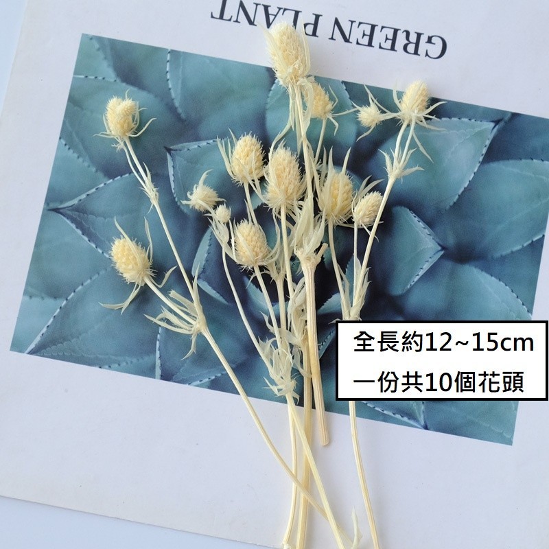 台灣現貨【乾燥花果實材料】永生花頭十字果麥桿菊千日紅 小包單款 花圈藤圈桌花手作 花藝材料 DIY 聖誕佈置