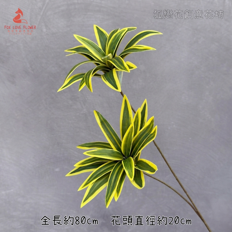 2頭金邊百合竹