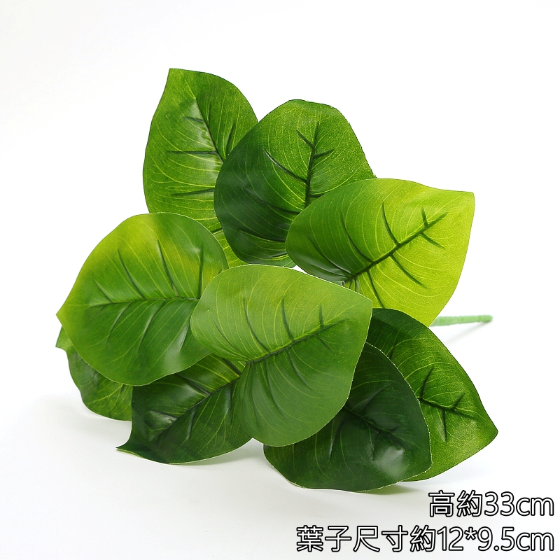 9頭大葉綠蘿/黃金葛