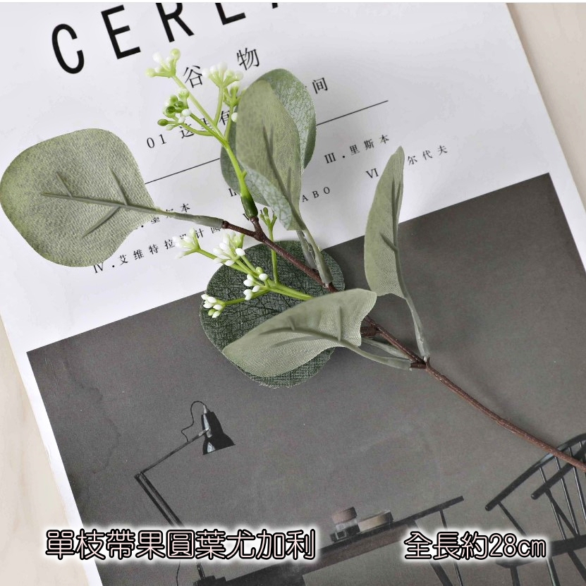 單枝帶果圓葉尤加利