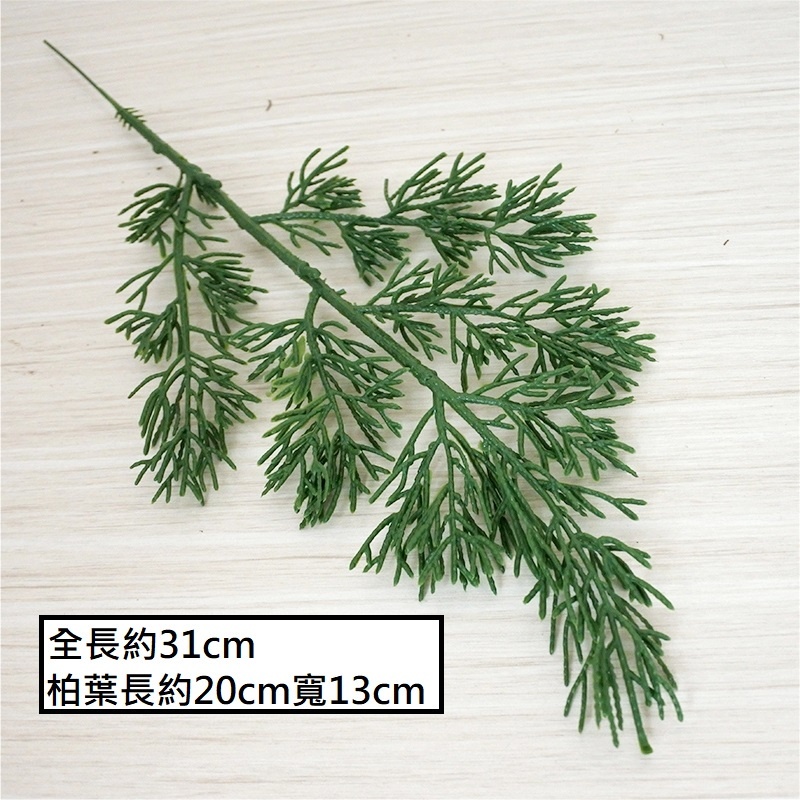 小扁柏葉